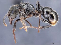 Rhytidoponera tasmaniensis