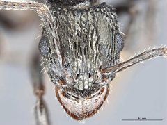 Rhytidoponera tasmaniensis