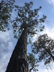 Pinus serotina