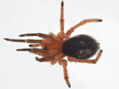 Ambicodamus crinitus