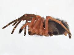 Ambicodamus crinitus