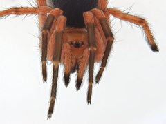 Ambicodamus crinitus