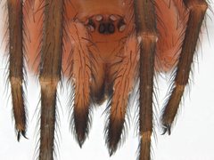 Ambicodamus crinitus