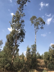 Eucalyptus