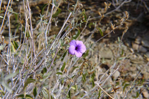 Barleria image