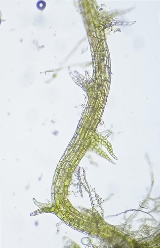 Cephaloziella elachista