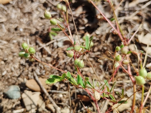 Melilotus neapolitanus, photograph 5