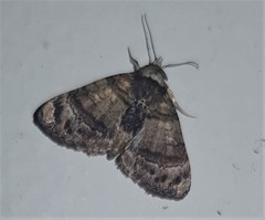 Chlumetia transversa