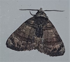Chlumetia transversa