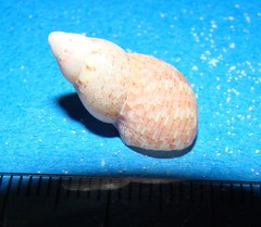 Phasianellidae