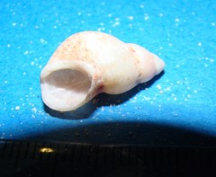Phasianellidae