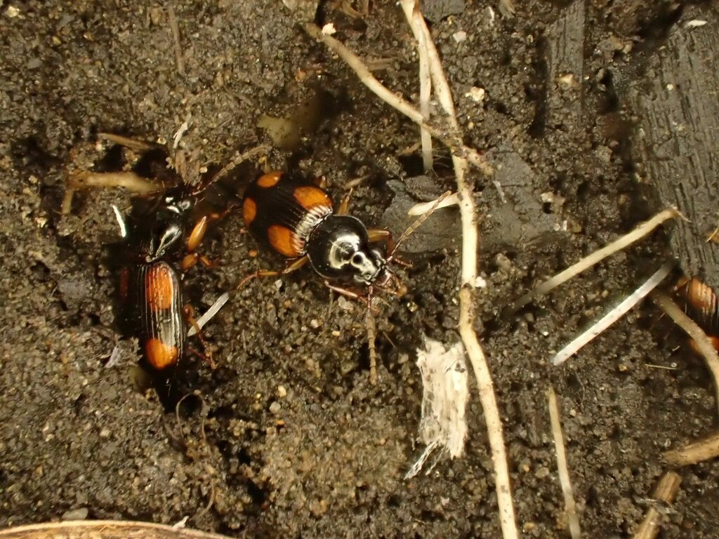 ヨツボシツヤナガゴミムシ