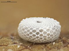 Theclinesthes miskini