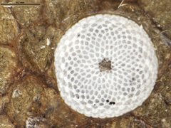 Theclinesthes miskini