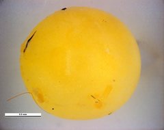 Hesperilla perornata