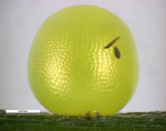 Oreixenica kershawi