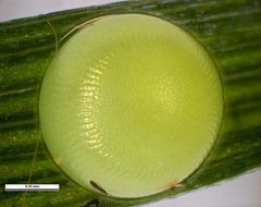Oreixenica kershawi