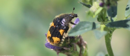 Euphoria basalis
