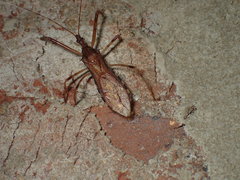 Rocconota annulicornis