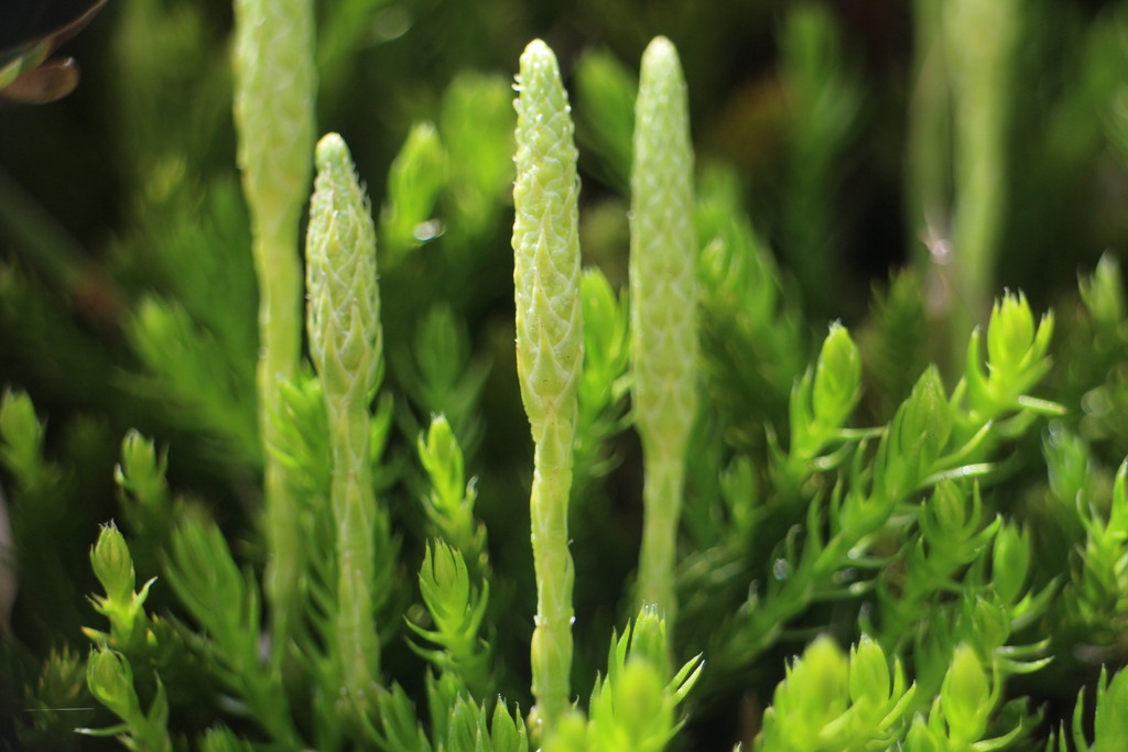 Diphasiastrum veitchii