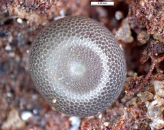 Ogyris otanes