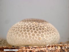 Ogyris subterrestris