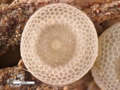 Ogyris subterrestris