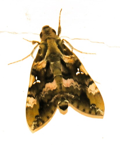 Accented Nephele