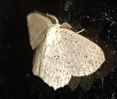 Cyclophora turneri
