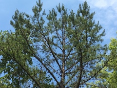 Pinus glabra
