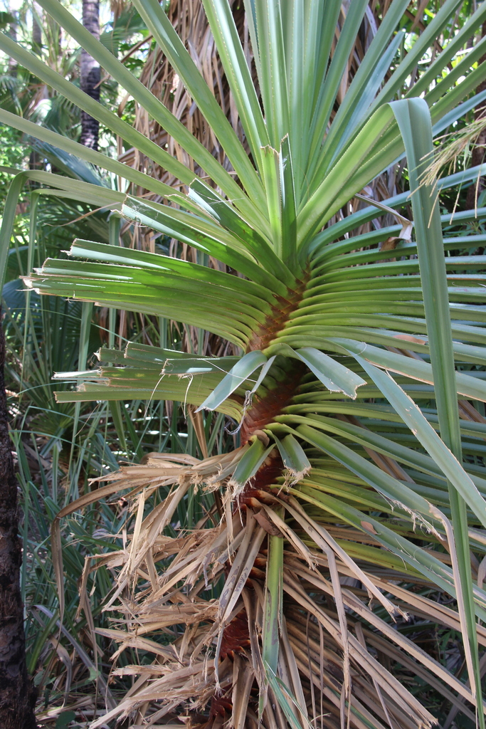 Screw Palm in June 2019 by jcorrie. Unusual that there are specimens ...