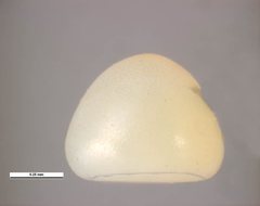 Heteronympha paradelpha