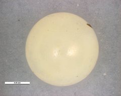 Heteronympha paradelpha