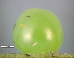 Heteronympha solandri