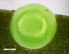 Heteronympha solandri