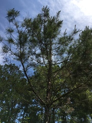Pinus glabra