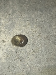 Cornu aspersum