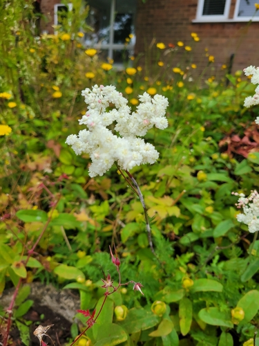Dropwort (Filipendula vulgaris)
