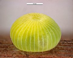 Hesperilla chrysotricha