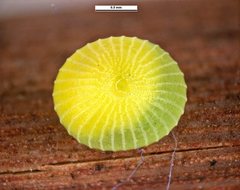 Hesperilla chrysotricha