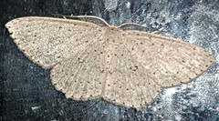 Cyclophora turneri