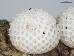 Hypochrysops ignitus