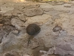 Cornu aspersum