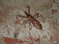 Rocconota annulicornis