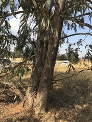 Eucalyptus camaldulensis