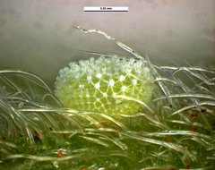 Catopyrops florinda