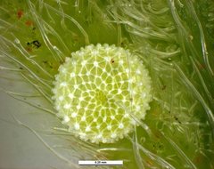 Catopyrops florinda