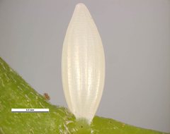 Catopsilia gorgophone