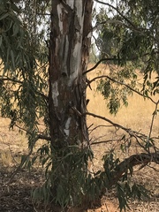 Eucalyptus camaldulensis