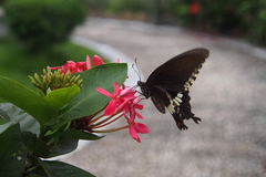 Papilio polytes cyrus